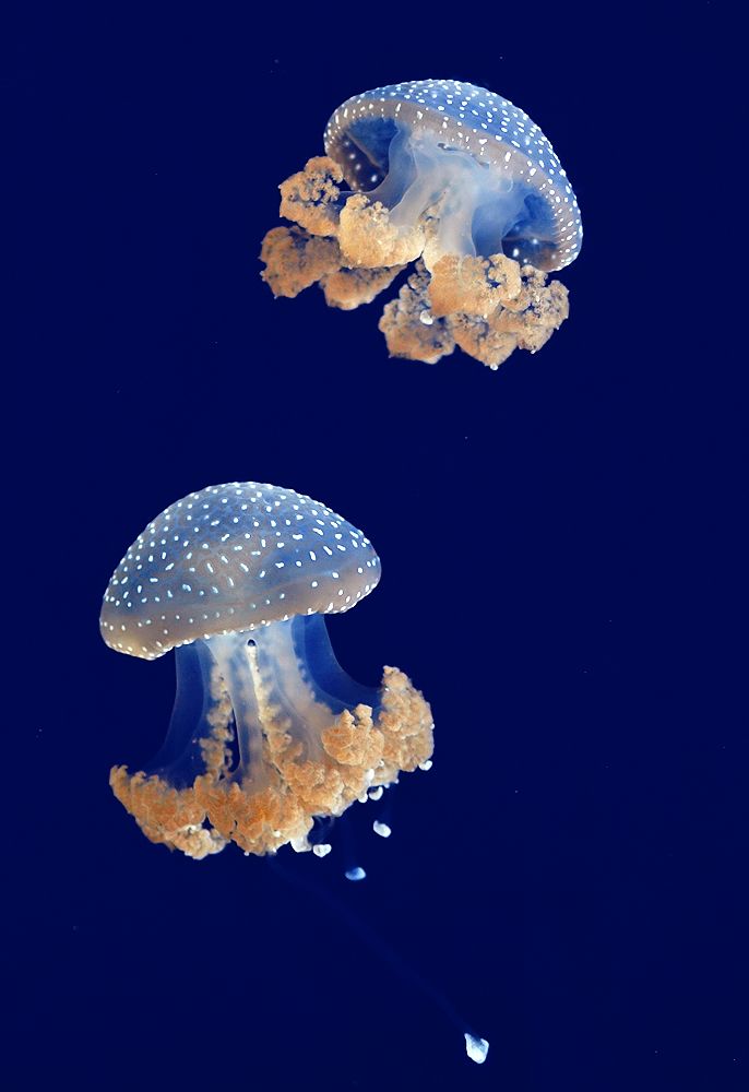 Phyllorhiza punctata IV by orestART on DeviantArt